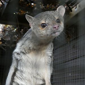 Grandidier’s vontsira - Bede’s college