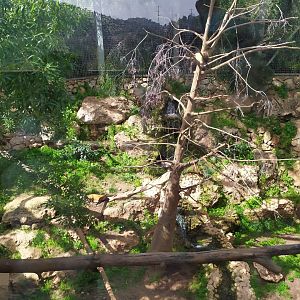 16 March 2021 - Yellow-throated Marten