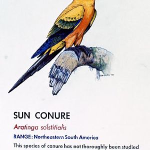 Sun Conure sign 1974