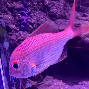 Golden snapper (Centroberyx affinis)