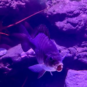 Parore (Girella tricuspidata)