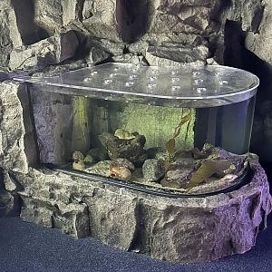 Hermit Crab Pool