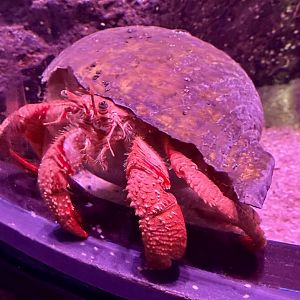 Hermit crab