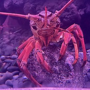 Packhorse lobster (Sagmariasus verreauxi)