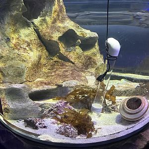Octopus Tank