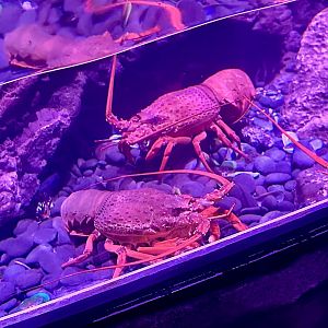 Packhorse lobster (Sagmariasus verreauxi)