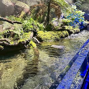 New Zealand Longfin Eel Pool