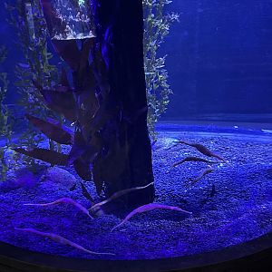 Spiny Sea Dragon Tank