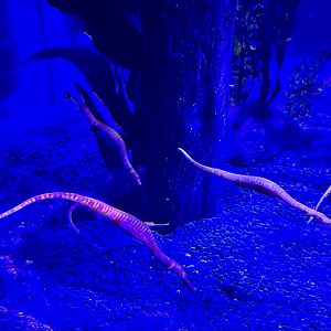 Spiny sea dragon (Solegnathus dunckeri)