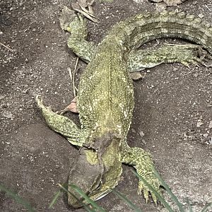 Tuatara (Sphenodon punctatus)