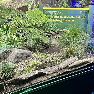 Tuatara Exhibit