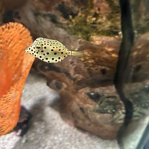 Yellow boxfish (Ostracion cubicus)