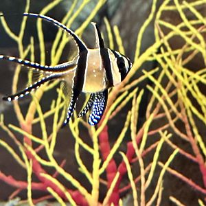 Banggai cardinalfish (Pterapogon kauderni)
