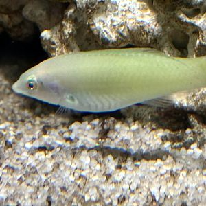 Green coris wrasse (Halichoeres chloropterus)