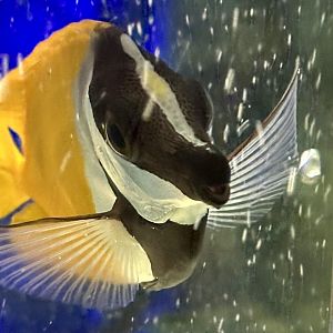 Foxface rabbitfish (Siganus vulpinus)