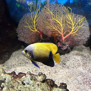 Majestic angelfish (Pomacanthus navarchus)