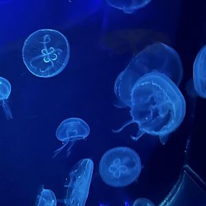 Jellyfish