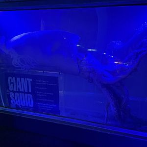 Giant squid (Architeuthis dux)