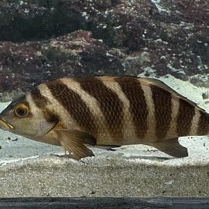 Red moki (Cheilodactylus spectabilis)