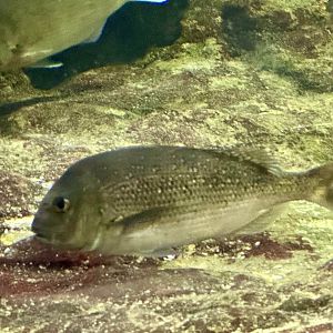 Australasian snapper (Pagrus auratus)