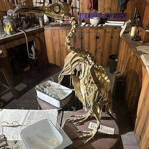 King Penguin Skeleton