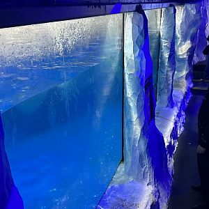 Underwater Penguin Viewing Window