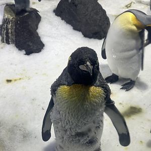 King penguin (Aptenodytes patagonicus)