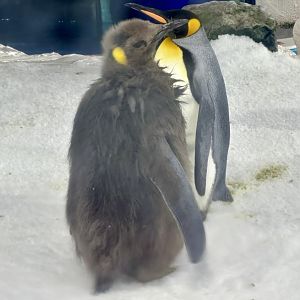 King Penguin Chick