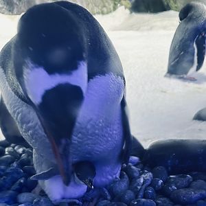 Gentoo Penguin Chick