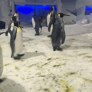 King Penguin Colony