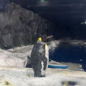 Antarctic Penguin Exhibit