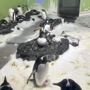 Gentoo Penguin Colony