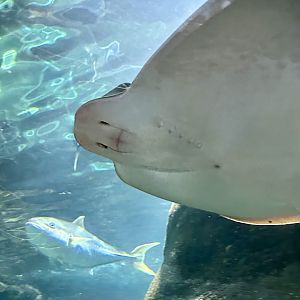 New Zealand eagle ray (Myliobatis tenuicaudatus)