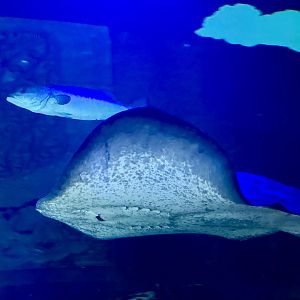 Short-tail stingray (Dasyatis brevicaudata)