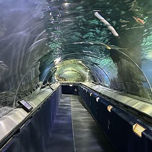 Shark Tunnel