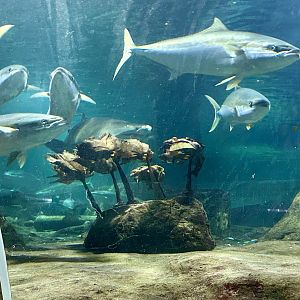 Yellow tail kingfish (Seriola lalandi)