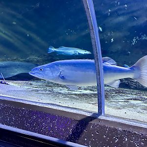 Hapuku (Polyprion oxygeneios)