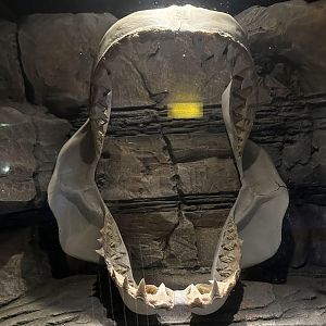 Great White Shark Skeleton (Jaws)