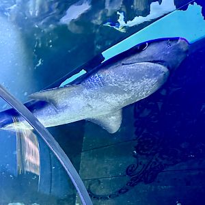 Broadnose sevengill shark (Notorynchus cepedianus)