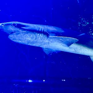 Broadnose sevengill shark (Notorynchus cepedianus)