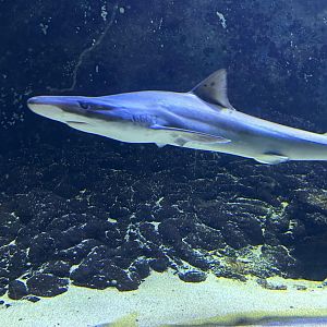 School shark (Galeorhinus galeus)