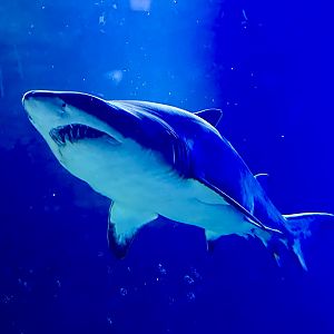 Sand tiger shark (Carcharias taurus)
