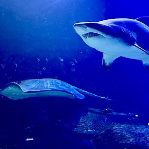 Sand tiger shark/Short-tail stingray