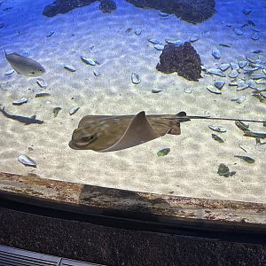 New Zealand eagle ray (Myliobatis tenuicaudatus)