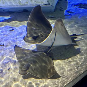 New Zealand eagle ray (Myliobatis tenuicaudatus)