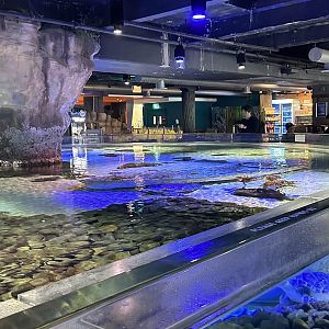 Green Sea Turtle Tank