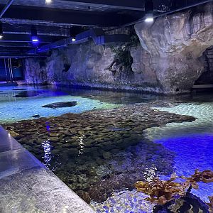 Green Sea Turtle Tank