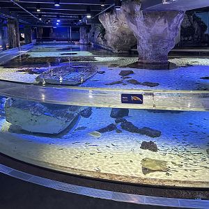 Green Sea Turtle Tank