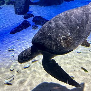Green sea turtle (Chelonia mydas)