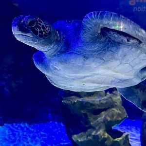 Green sea turtle (Chelonia mydas)